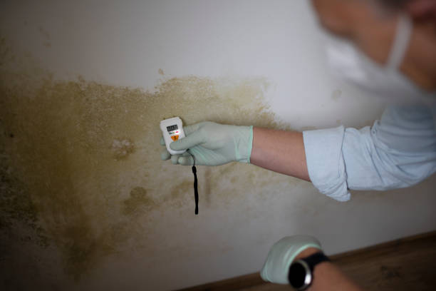 Why You Should Choose Our Mold Remediation Services in Glenwood, AR